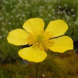 Große Hahnenfuß (Ranunculus lingua)