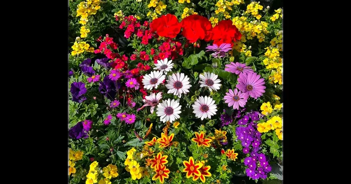 GROßE SOMMERBLUMEN & GEMÜSEVIELFALT${2}