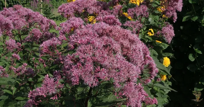 Großer Garten-Wasserdost ‚Riesenschirm‘