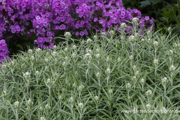 Großes Garten-Perlkörbchen ‚Neuschnee‘