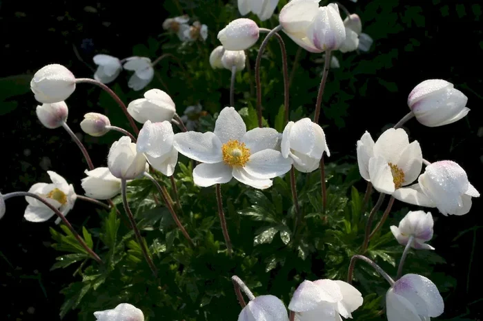 Großes Windröschen, Anemone sylvestris