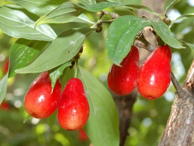 Großfrüchtige Kornelkirsche „Kazanlak“ (Cornus mas)