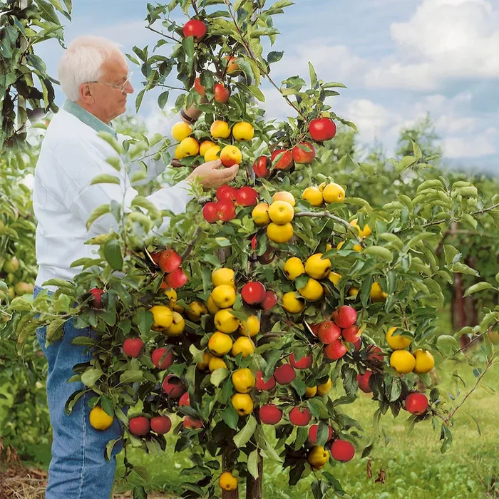 Großvaters Apfelbaum-Duo Bestellnummer 4432153