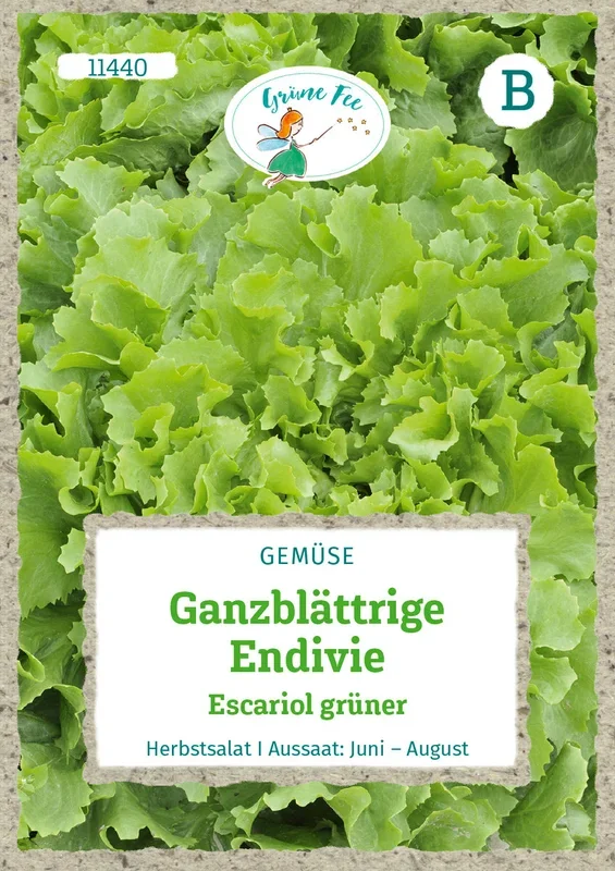 Grüne Fee Endiviensalat Escariol grüner