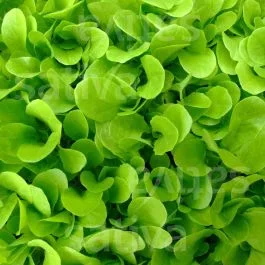 Grüner Frühschnittsalat – Buttersalat