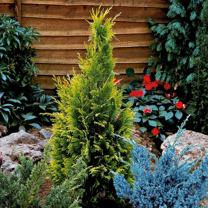 Grüngelbe Zypresse Chamaecyparis lawsoniana – Bestellnummer 3342822