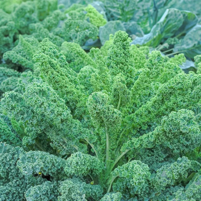 Grünkohl Bio-Gemüse-Samen