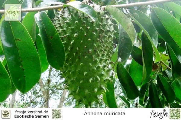 Guanabana, Annona muricata