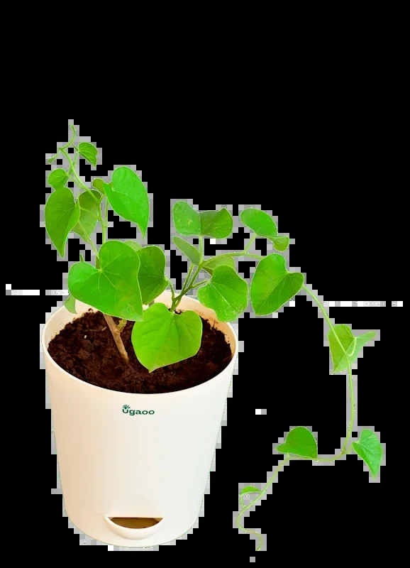 Gulvel Plant