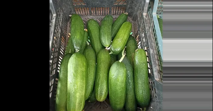 Gurken mittel ERNTE