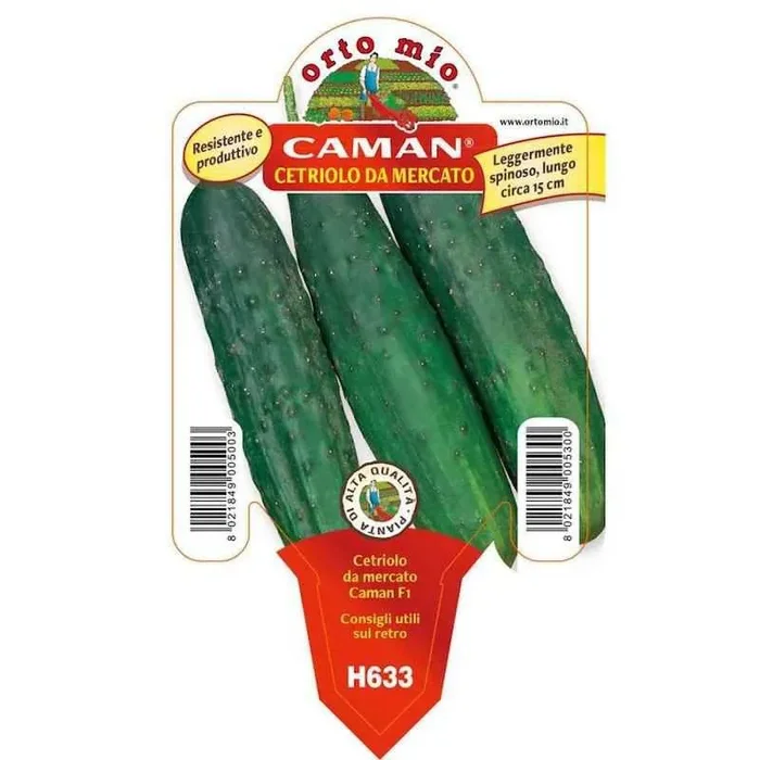 Gurkenpflanze-Caman-Markt in Pot
