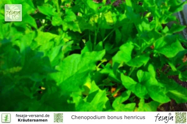 Guter Heinrich, Chenopodium bonus henricus