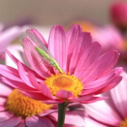 GutscheinkarteFlorfliegenlarven (Chrysoperla carnea)