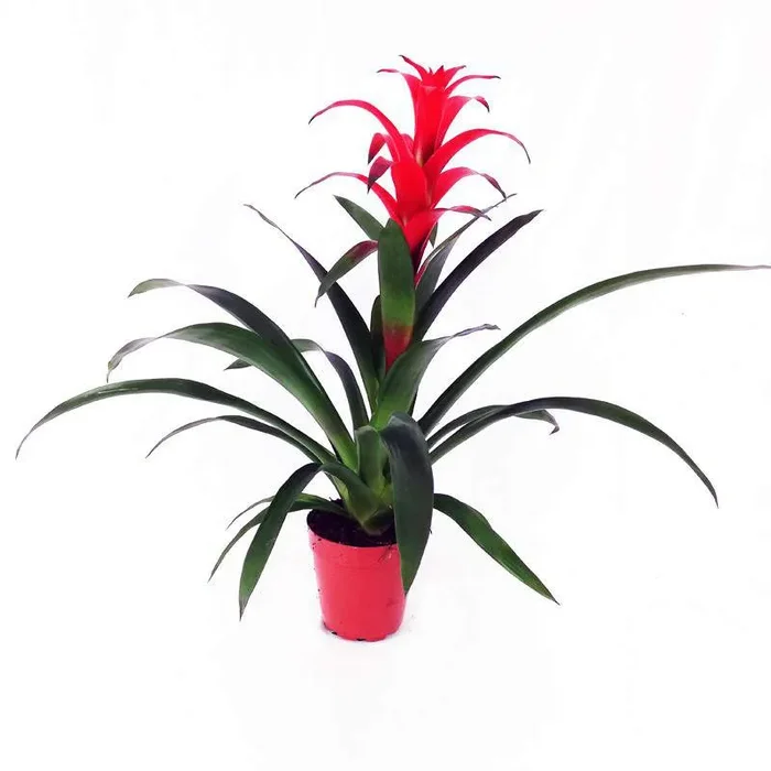 Guzmania linguata Vase 15cm