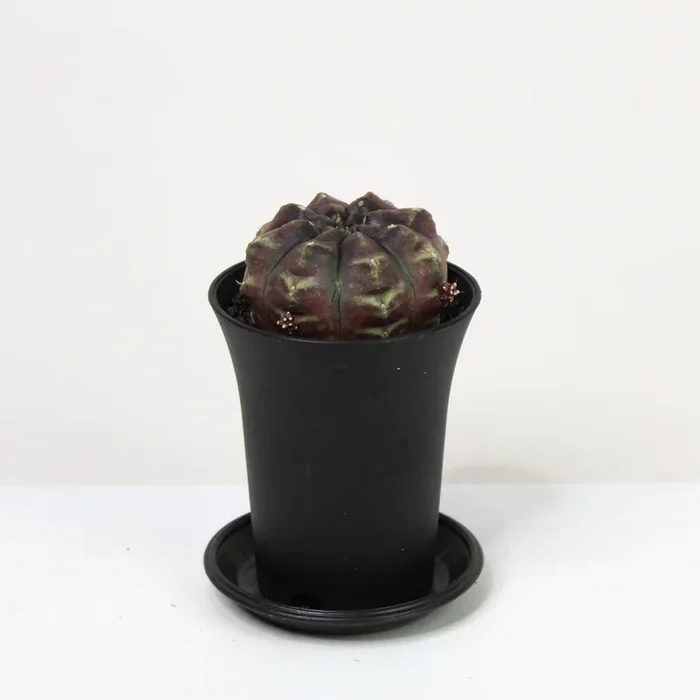 Gymnocalycium Mihanovichii ‚Daydream‘ (Kaktus)