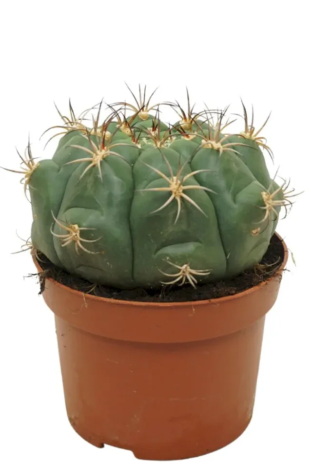 Gymnocalycium saglione
