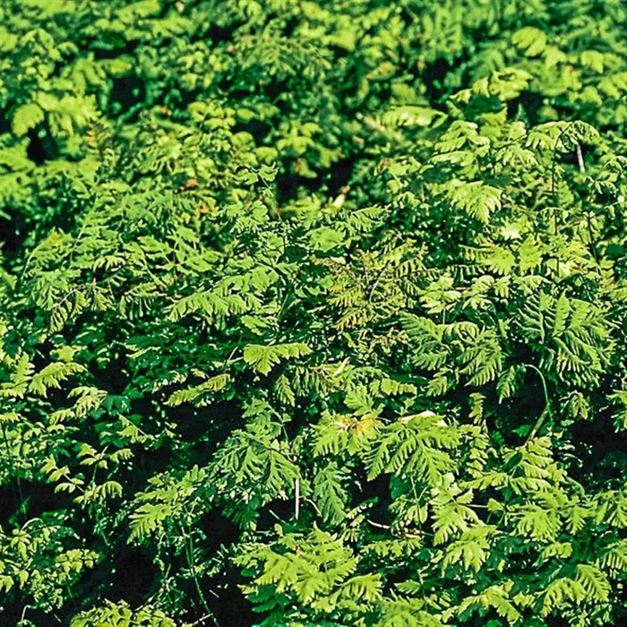 Gymnocarpium dryopteris ‚Plumosum‘