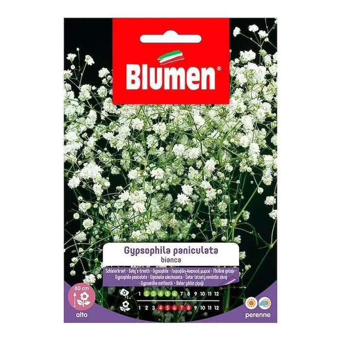 Gypsophila Paniculata weiße Samen im Umschlag
