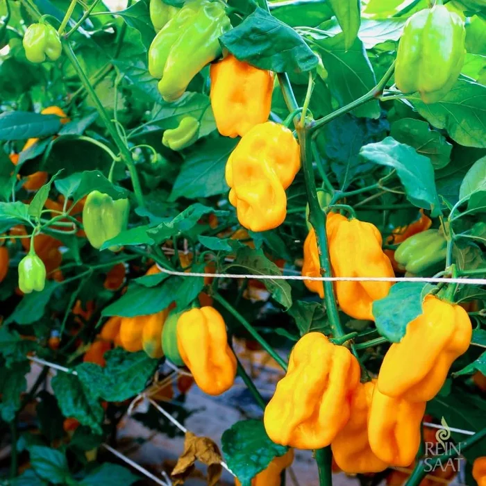 Habanero Golden