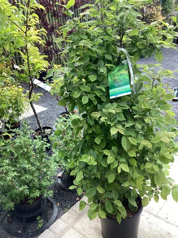 Hainbuche carpinus betulus