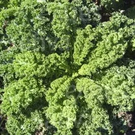 Halbhoher Grüner Krauser – Federkohl / Grünkohl