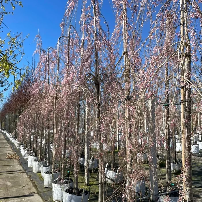 Hängende Frühlingskirsche ‚Pendula‘