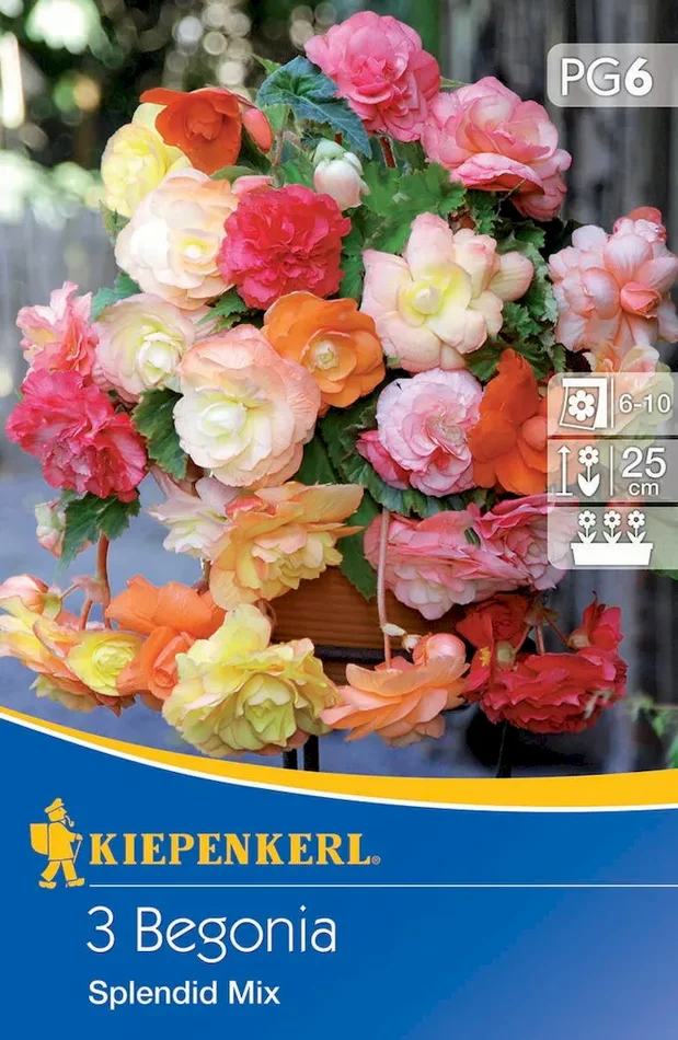 Hängende Knollenbegonie Splendid Mix