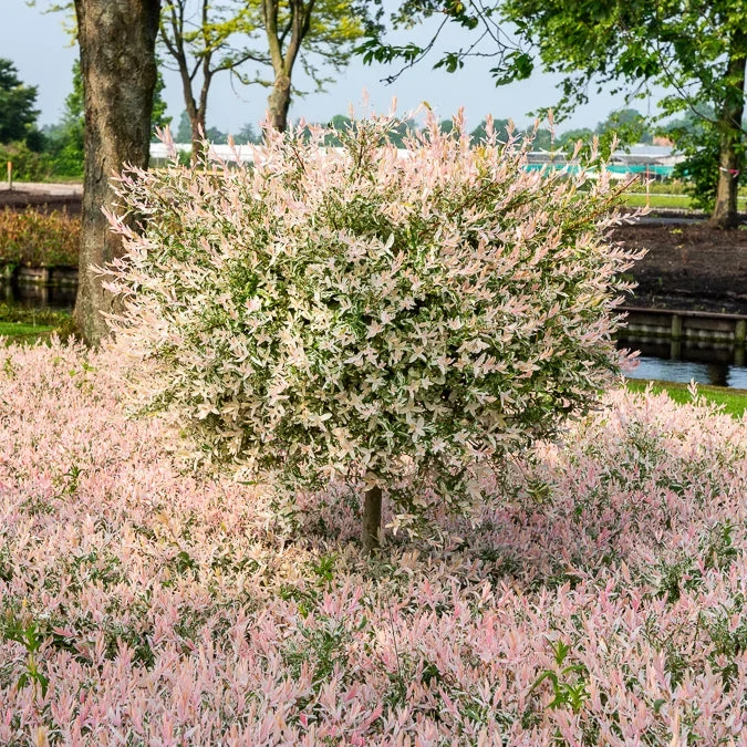 Harlekinweide auf Stamm – Flamingo