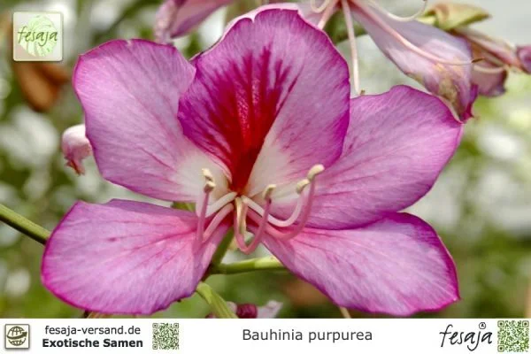 Hawaiischer Orchideenbaum, Bauhinia purpurea