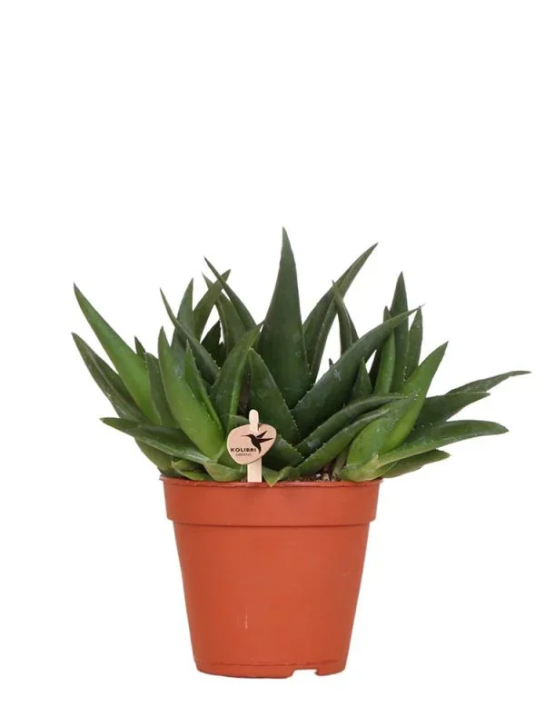 Haworthia West Jogoo