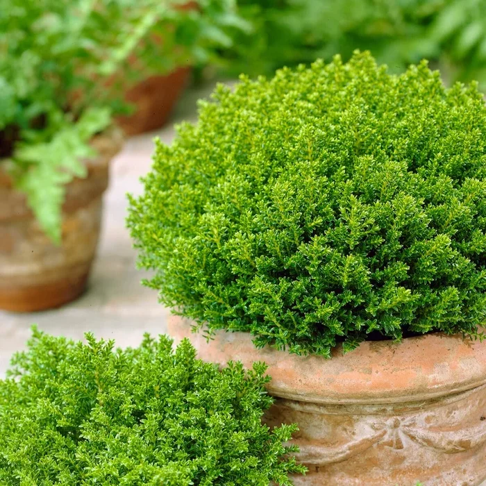 Hebe ‚Emerald Green‘
