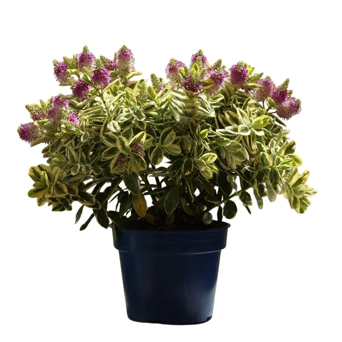Hebe Variegata