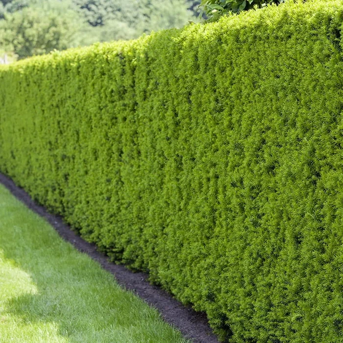 Heckeneibe, Taxus media „Hillii“, 50er-Set, Höhe 40-50 cm, Topf 5 Liter
