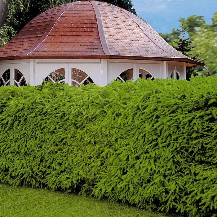 Heckenfichten Picea abies – Bestellnummer 3350091