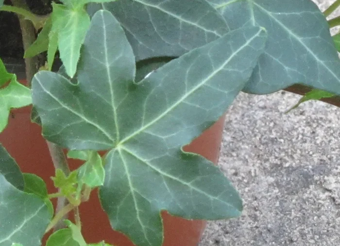 hedera helix ‚Asterisk‘ Efeu