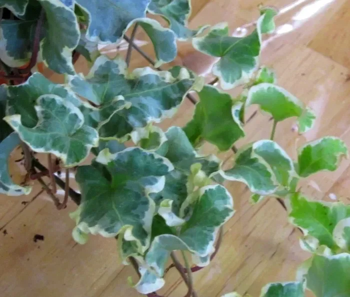 hedera helix ‚Curly Variegated‘ – Efeu mit Locken