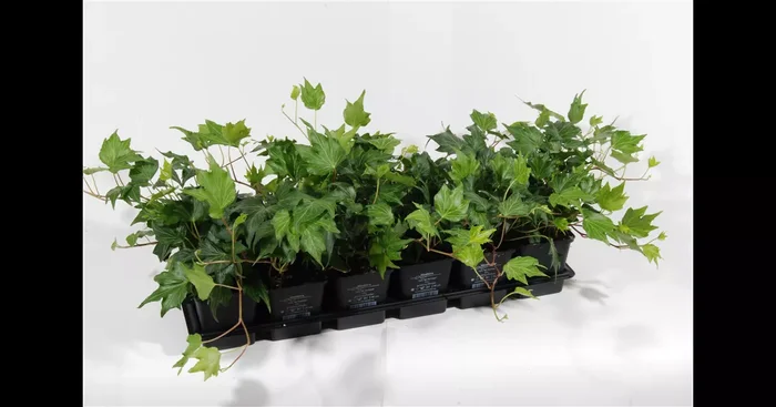 Hedera helix ‚Green Ripple‘, 12er Set
