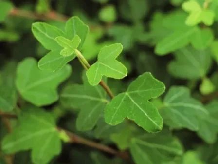 Hedera helix „Duckfoot“ Efeu