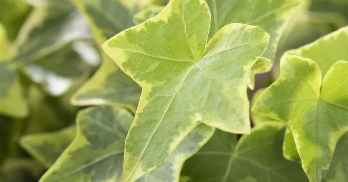 Hedera helix, gelb-grün${2}