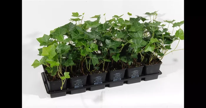 Hedera helix Hibernica, 12er Set