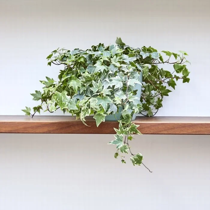 Hedera Helix Variegated