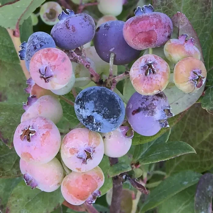 Heidelbeere Denise Blue – Vaccinium corymbosum