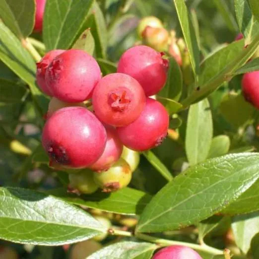 HeidelbeerePink Lemonade