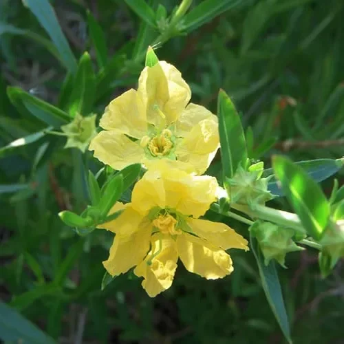 Heimia Salicifolia