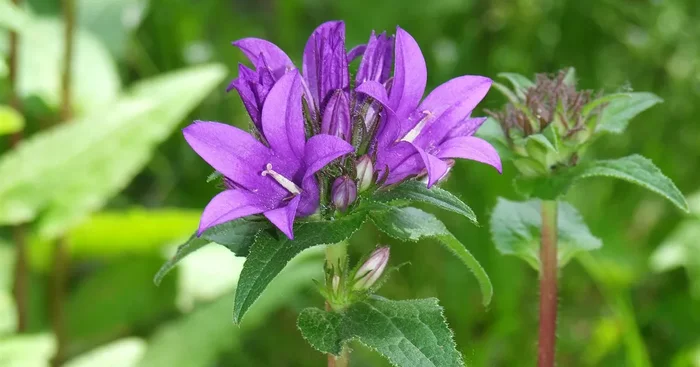 Heimische Knäuel-Glockenblume