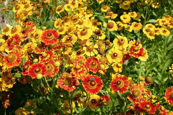 Helenium ‚Feuersiegel‘ (Garten Sonnenbraut)