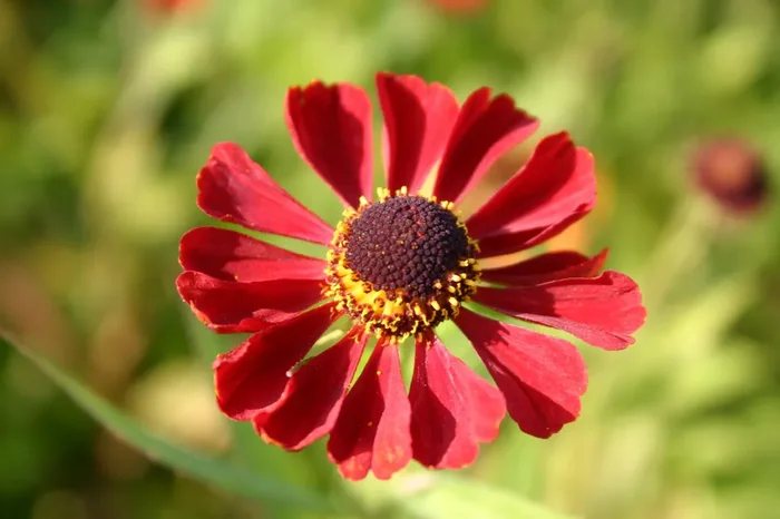 Helenium ‚Rubinzwerg‘ (Garten Sonnenbraut)
