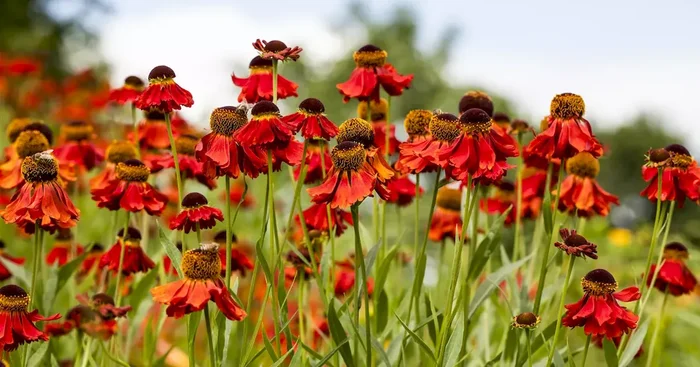 Helenium cultorum short n sassy