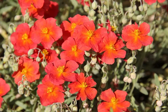 Helianthemum ‚Orange Queen‘ (Sonnenröschen)