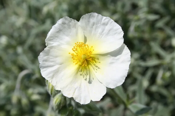 Helianthemum ‚The Bride‘ (Sonnenröschen)